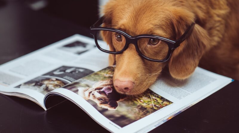 Hundeblick