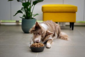 Hund vor Hundenapf