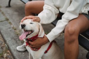 Ein Hund, der gestreichelt wird