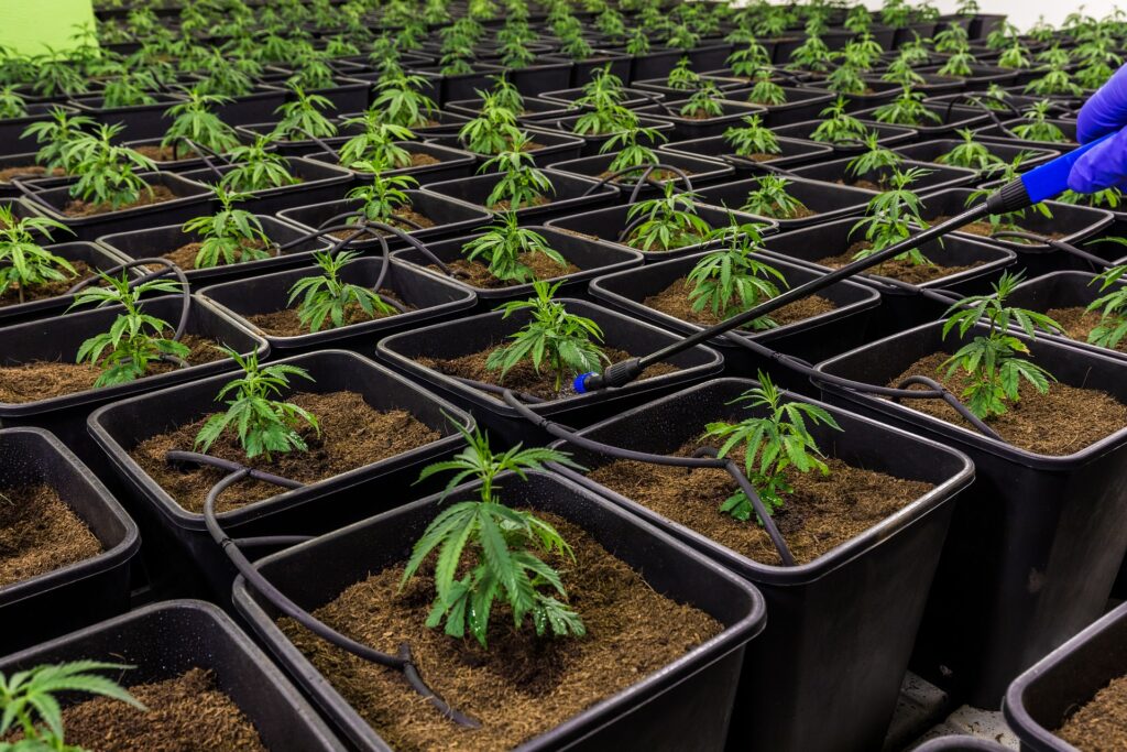 Cannabispflanzen vor Ernte