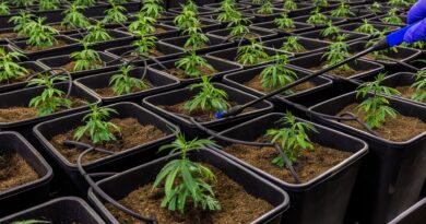 Cannabispflanzen vor Ernte