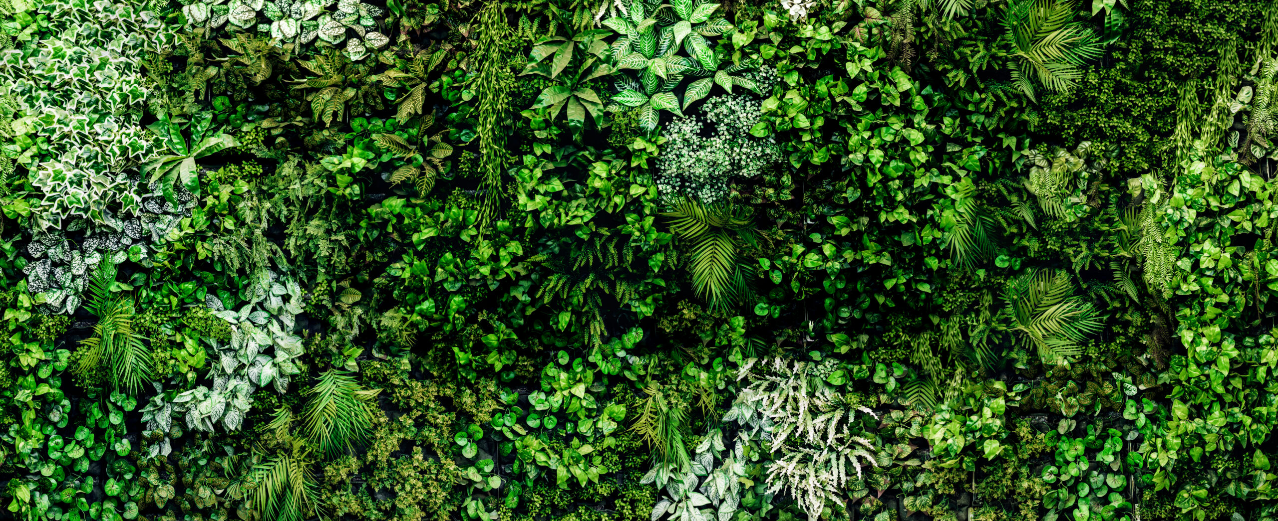 Grüne Pflanzenwand als Foto-Hintergrund