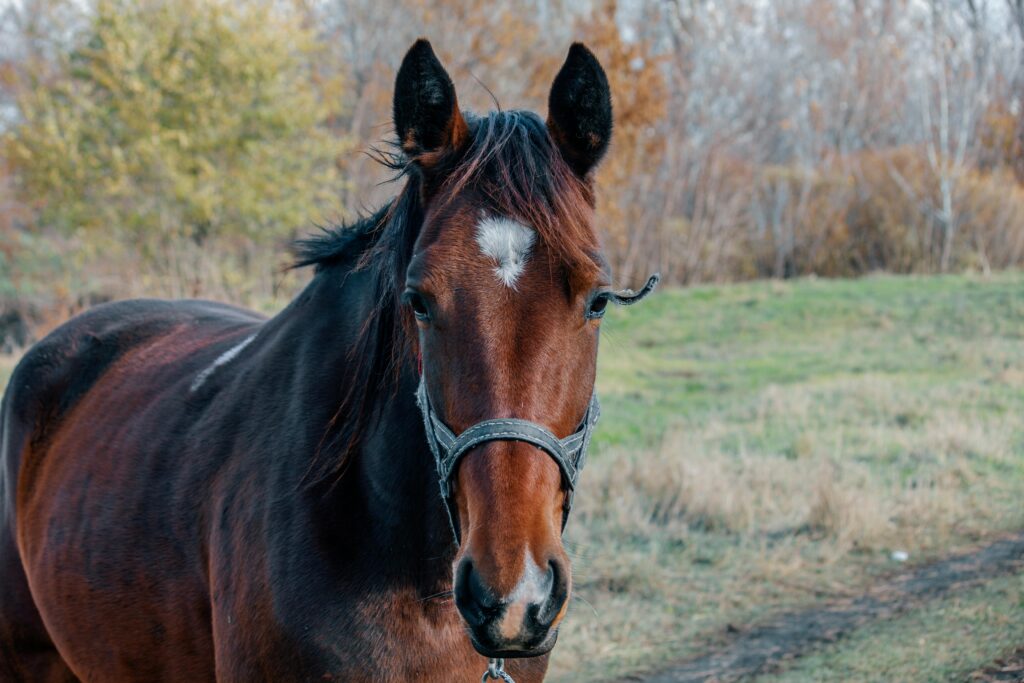 Pferd