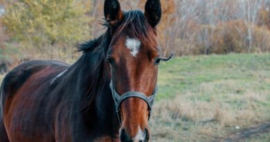Pferd