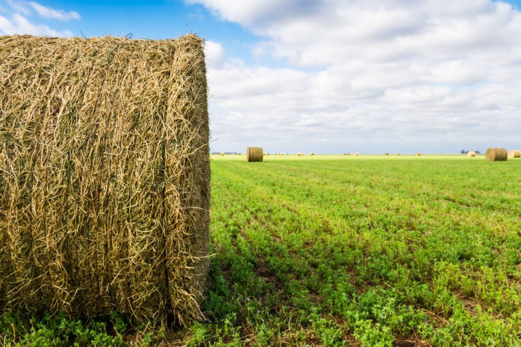 Große Heuballen auf einer grünen Weide unter blauem Himmel, perfekt geeignet für die Fütterung mit Heuraufen.