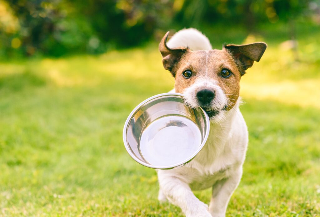 Hund trägt Futternapf im Garten | Bio Hundefutter