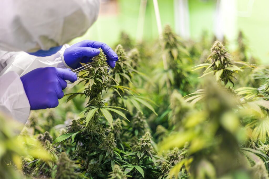 Cannabis Stecklinge_header