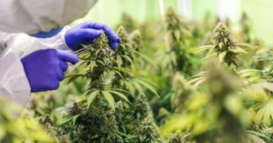 Cannabis Stecklinge_header